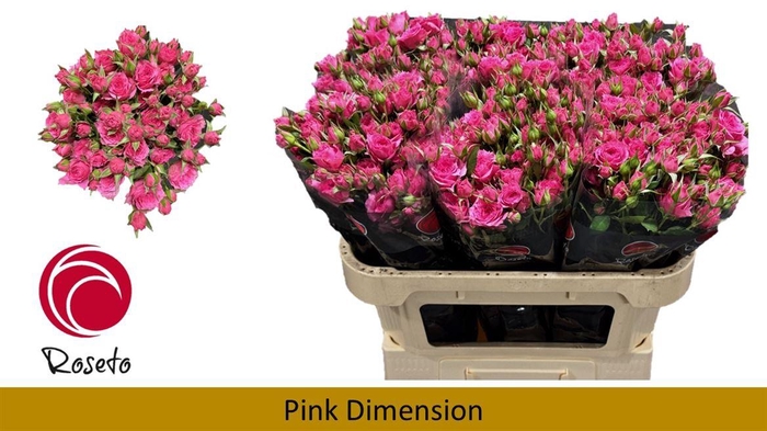 <h4>R Tr Pink Dimension</h4>