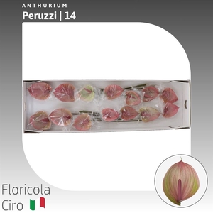 Anthurium Peruzzi