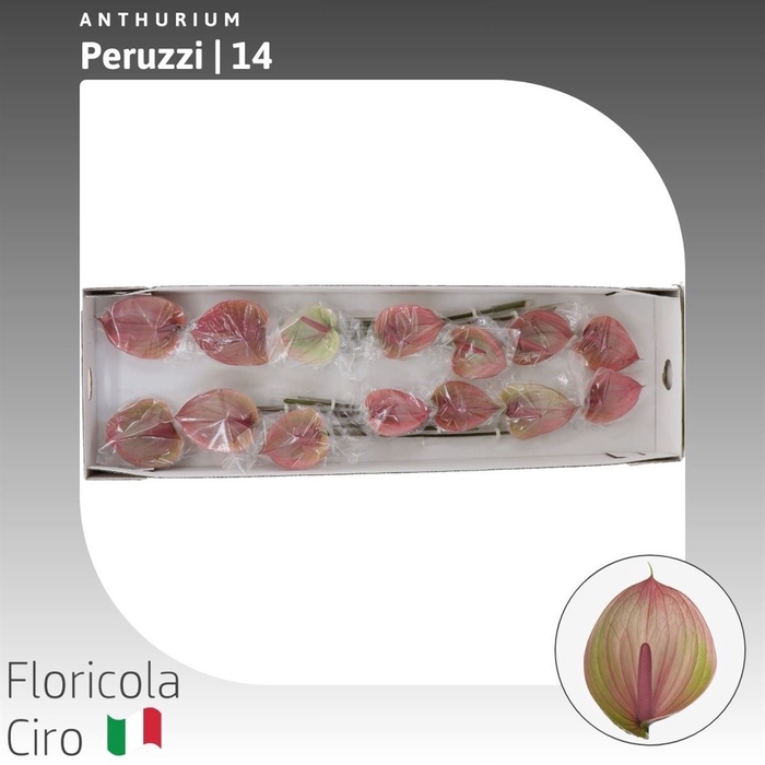 <h4>Anthurium Peruzzi</h4>