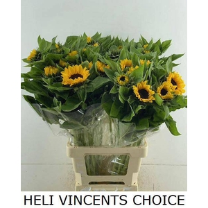 HELI VINCENTS CHOICE