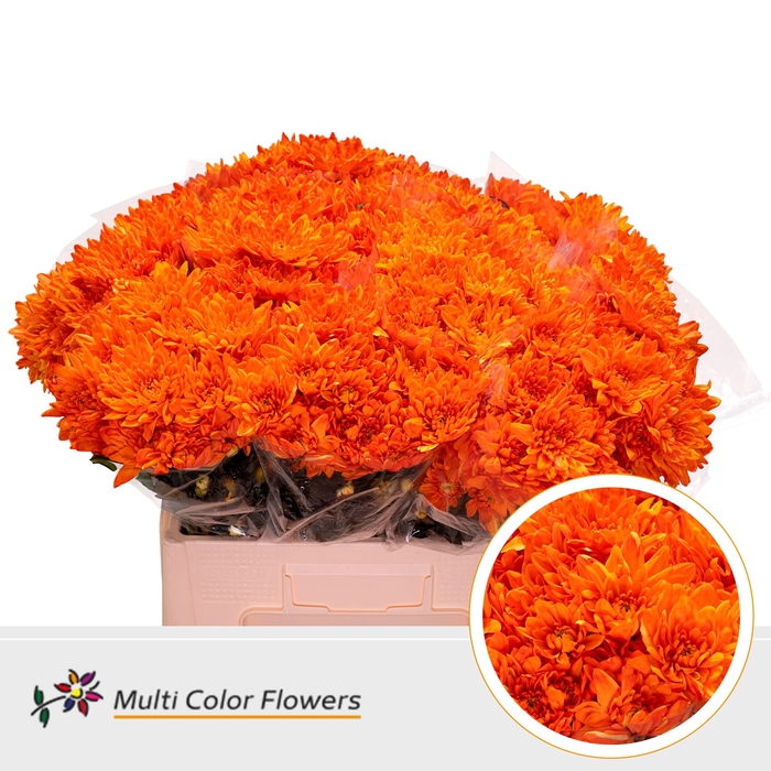 <h4>Chr T Pina Colada Oranje (van Geel)</h4>