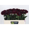 Dahlia Black Fox