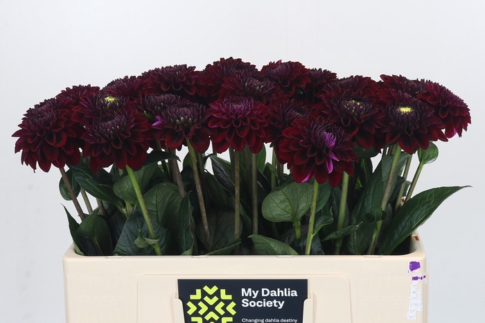 <h4>Dahlia Black Fox</h4>