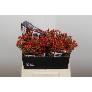 Rozenbottel Autumn Rosefruits