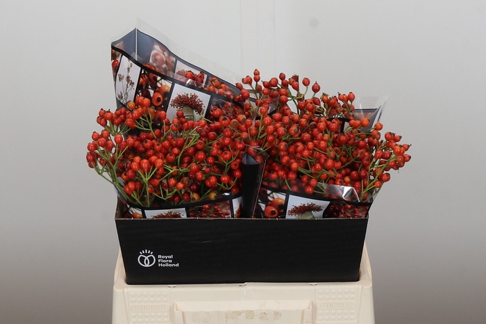 <h4>Rozenbottel Autumn Rosefruits</h4>