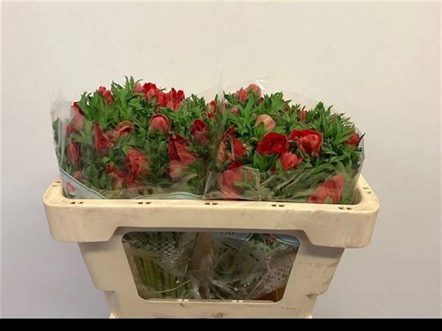 <h4>ANEM CO GALIL ROOD</h4>