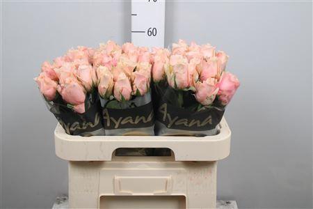 <h4>R Gr Pretty Pillow</h4>