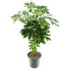 Schefflera Compacta (Nora) gevlochten stam (Decorum)