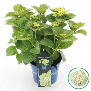 Hydrangea macr. Royalty® 'Ice Girl'® C3.5 (20cm.) Kn.