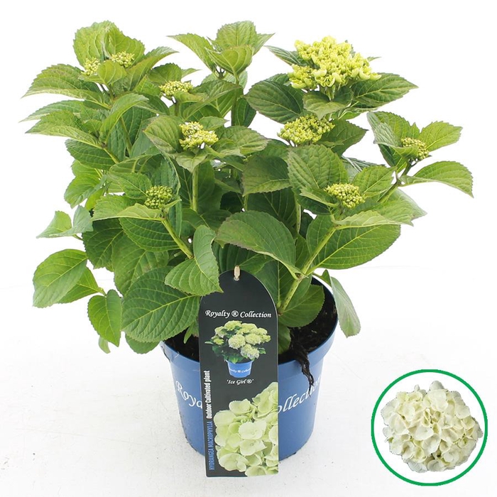 <h4>Hydrangea macr. Royalty® 'Ice Girl'® C3.5 (20cm.) Kn.</h4>