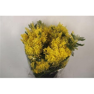 Acacia Mirandol Per Stem Extra