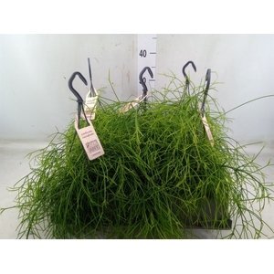 Rhipsalis   ...