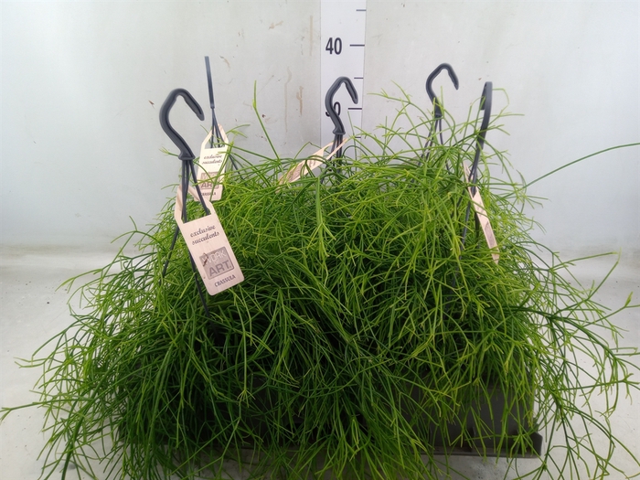 <h4>Rhipsalis   ...</h4>