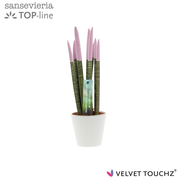 <h4>Sansevieria VELVET TOUCHZ® Pastel Paars In keramiek R'dam</h4>