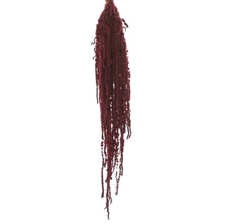 <h4>Amaranthus Burgundy</h4>