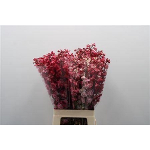 Delph White Red Dye Tinted 70cm [lichte Uitval]