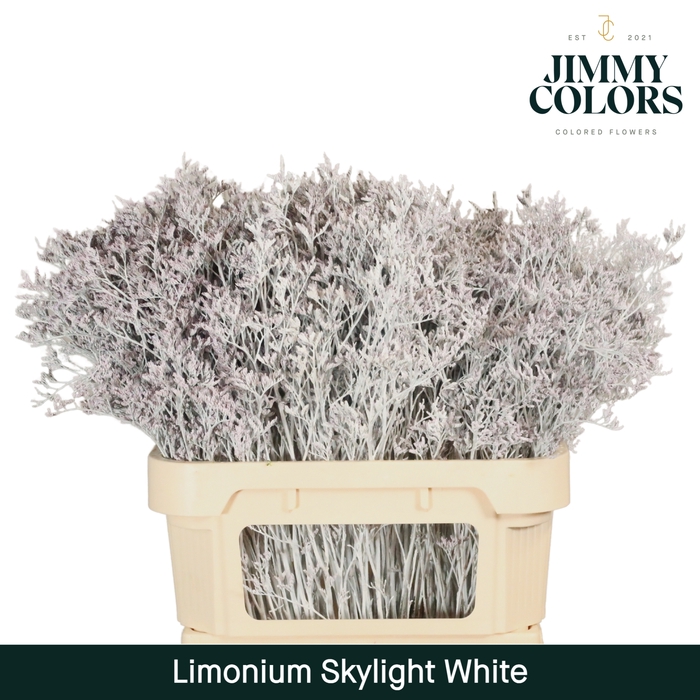 <h4>Limonium Skylight L80 Klbh. Wit</h4>