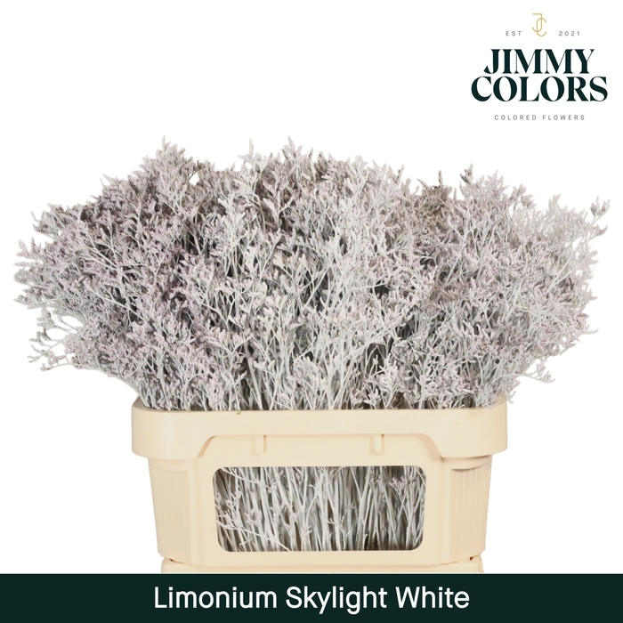 <h4>Limonium Skylight L80 White</h4>