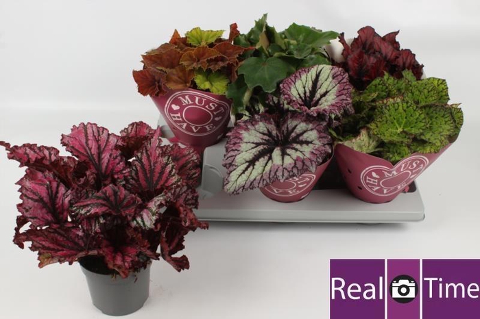 <h4>BEG BEL GEM</h4>