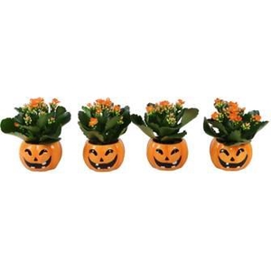 KALANCHOE BLOSSFELDIANA