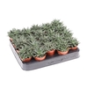 Aloe Overig mini Pepe, AL5015