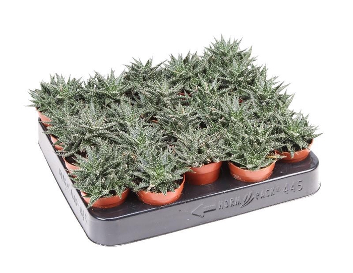 <h4>Aloe Overig mini Pepe, AL5015</h4>