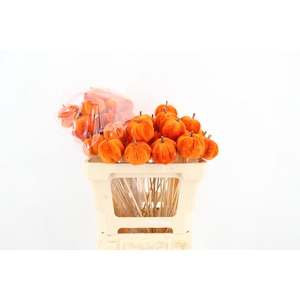 Stick Pumpkin 5/6cm Orange