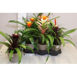BROMELIA GEM