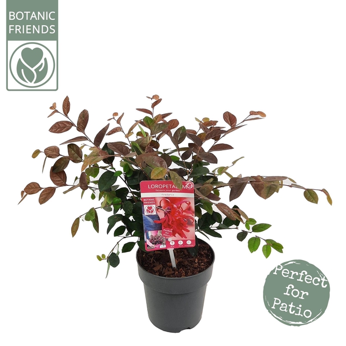 Loropetalum Fire Dance