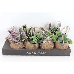 arr3 Kokoplant - Green mix x8