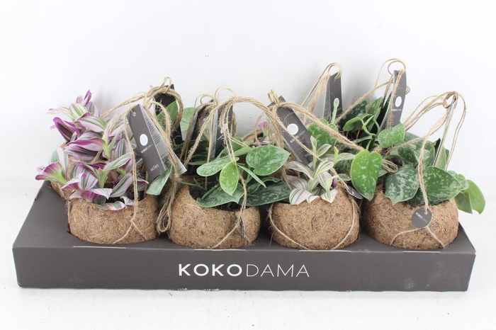 <h4>arr3 Kokoplant - Green mix x8</h4>