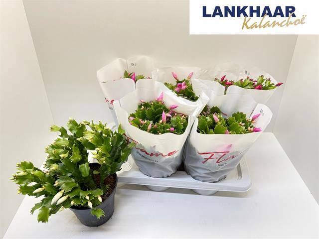 <h4>SCHLUMB FLAME GEM</h4>