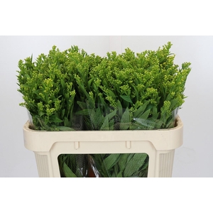 Solidago Golden Glory