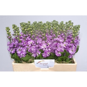 MATTH MATHILDA LAVEN