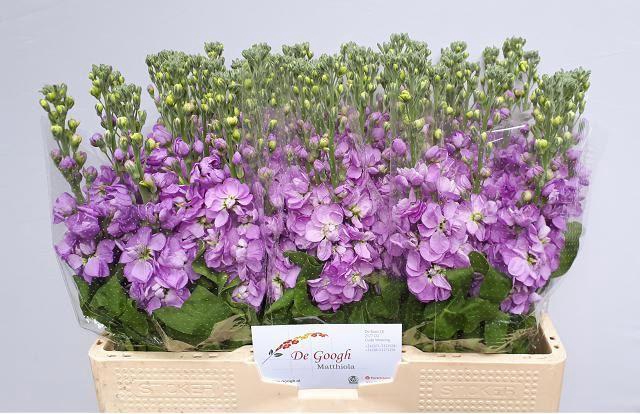 <h4>MATTH MATHILDA LAVEN</h4>