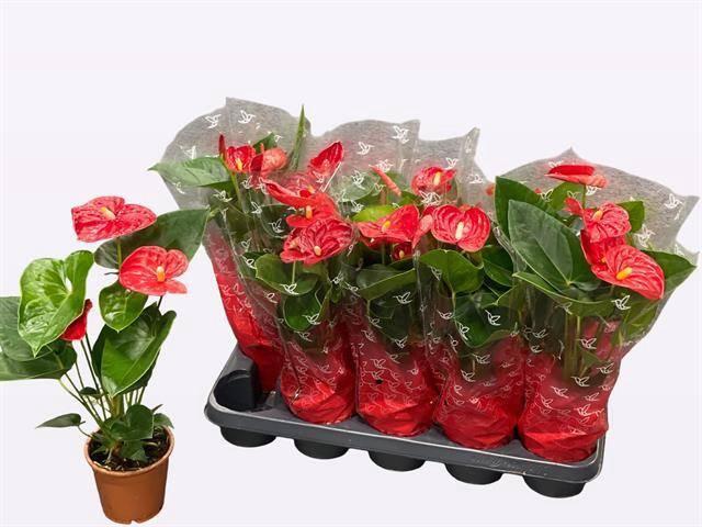 <h4>ANTHU A JAMBO RED</h4>