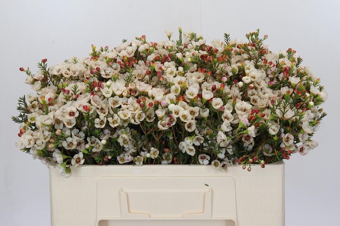 Chamelaucium Moonlight Delight