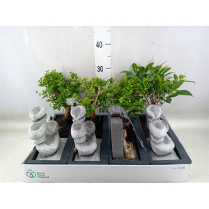Bonsai   ...mix