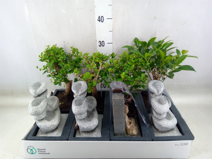 <h4>Bonsai   ...mix</h4>
