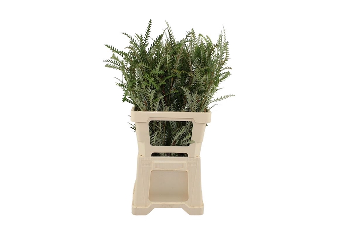 <h4>Grevillea Ivanhoe 60</h4>