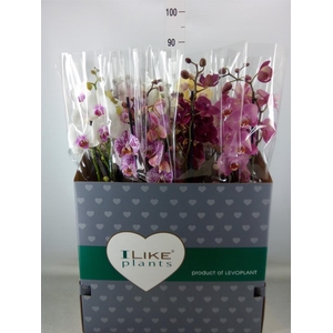Phalaenopsis   ...mix