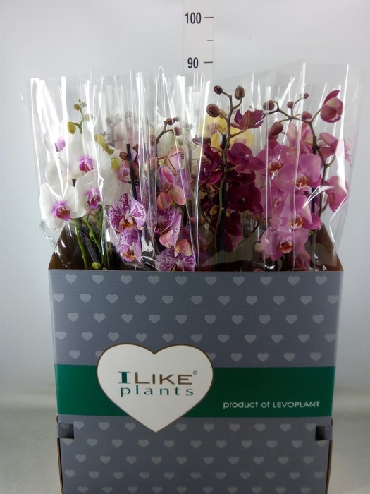 <h4>Phalaenopsis   ...mix</h4>