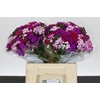 Dianthus Br Aldo Mix Rainbow