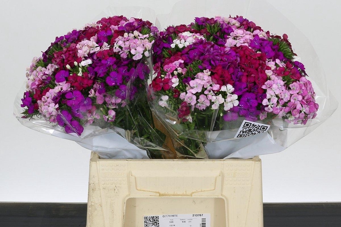 Dianthus Br Aldo Mix Rainbow