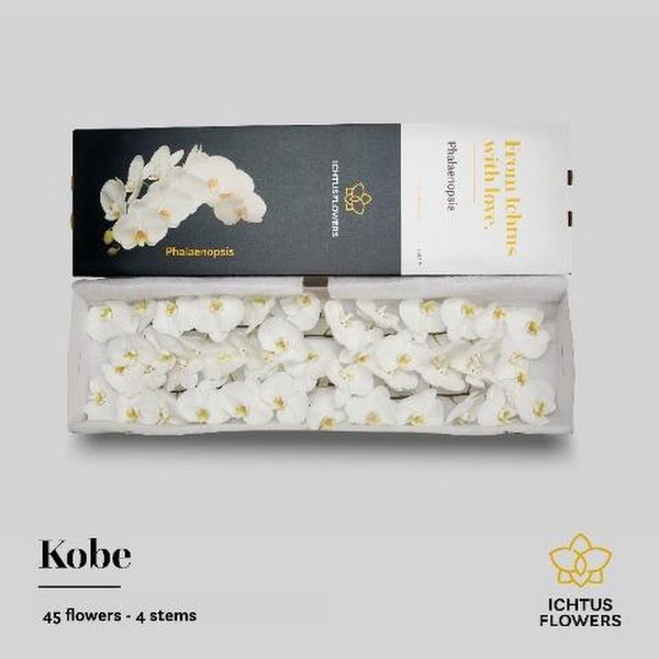 <h4>Phal Kobe White 45 Flowers</h4>