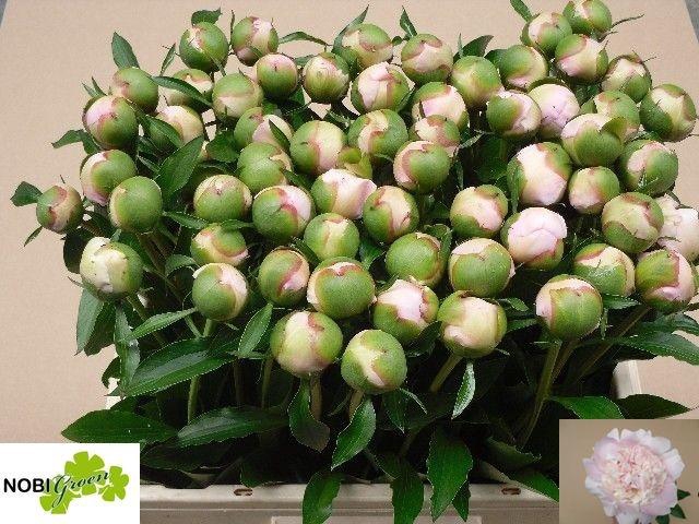 <h4>PAEO L ALERTIE</h4>