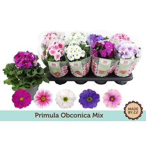 Primula Ob Gemengd