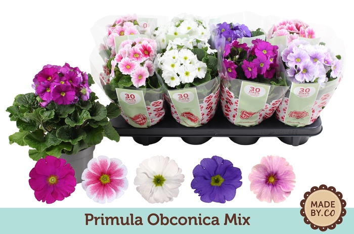 <h4>Primula Ob Gemengd</h4>