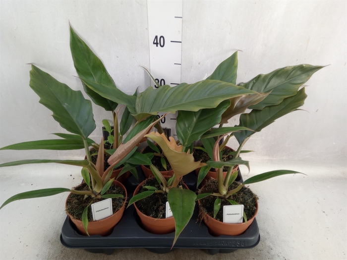 <h4>Philodendron bipinn.</h4>