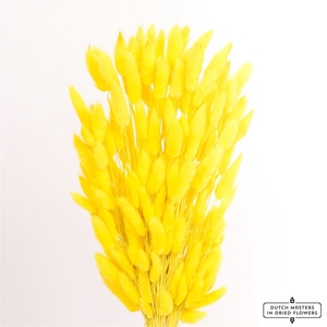 Dried Lagurus Bl Yellow Bunch